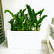 ZZ Plants Indoor in Fiber Glass Pot (GRP) (90-30-50cm)