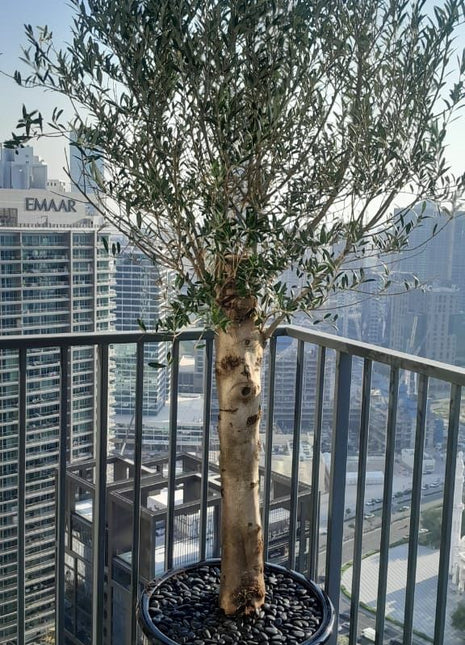 Big Olive 1.5 to 2m in Black Rolled Rim Pot Greensouq Special شجرة زيتون