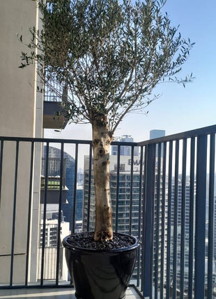 Big Olive 1.5 to 2m in Black Rolled Rim Pot Greensouq Special شجرة زيتون
