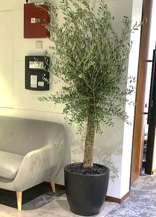 Big Olive 1.5 to 2m in Black Rolled Rim Pot Greensouq Special شجرة زيتون