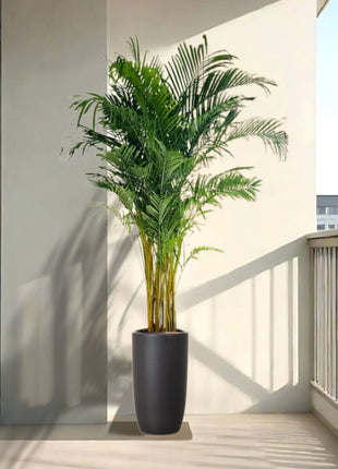 Areca Palms XL in Black Shinny Ceramic Pot 2 to 2.5m (outdoor)