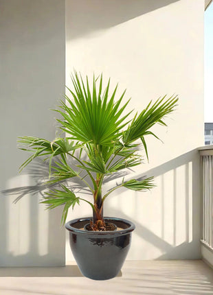 Washingtonia Robusta &#8220;Mexican Fan Palm&#8221;  Small in Rolled Rim Pot