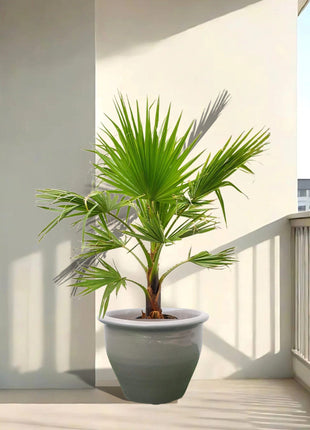 Washingtonia Robusta &#8220;Mexican Fan Palm&#8221;  Small in Rolled Rim Pot