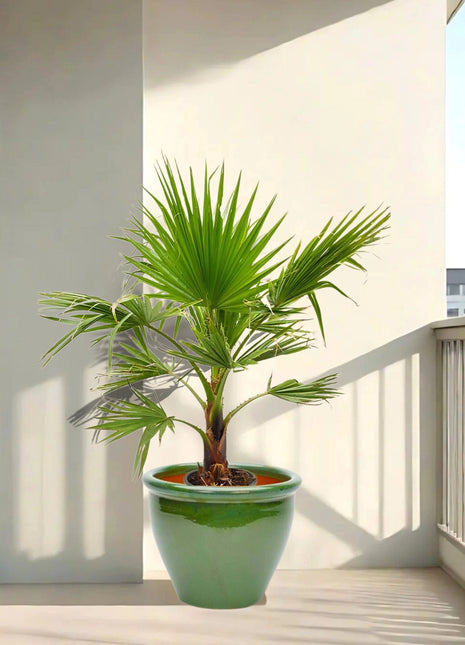 Washingtonia Robusta &#8220;Mexican Fan Palm&#8221;  Small in Rolled Rim Pot