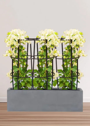 3 Bougainvillea Spectabilis  80 &#8211; 100cm in Grp Planter (100-30-30cm)