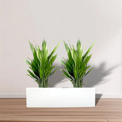 ASPIRADAS  1m to 1.2m Set of 2 Plants in Fiber Glass (GRP) Pot
