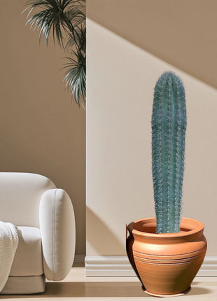 Saguaro cactus