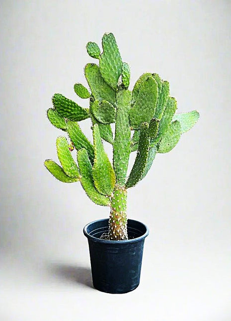 Opuntia Consolea | Road Kill Cactus