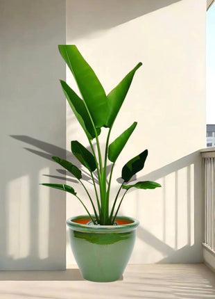 Ravenala Madagascariensis “Traveller’s Palm” in Rolled Rim Pot 1.0 &#8211; 1.3m