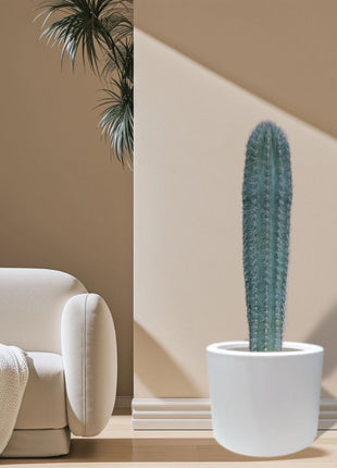 Saguaro cactus
