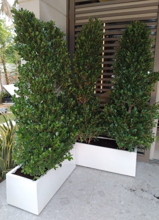 Ficus Cone 1.8- 2m in Fiber Glass Pot (GRP) (100x40x40)
