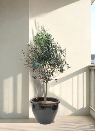 Olea europea or Olive Tree "1.0m-2.2m" شجرة زيتون