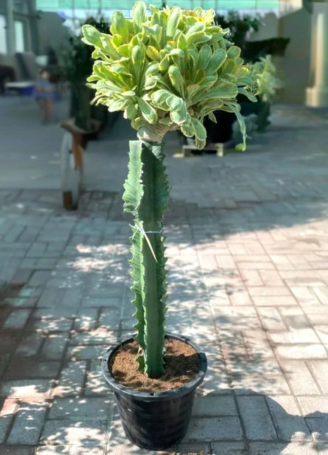 Euphorbia Lactea Cristata