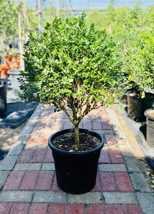 Murraya Paniculata Exotica
