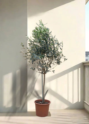 Olea europea or Olive Tree "1.0m-2.2m" شجرة زيتون