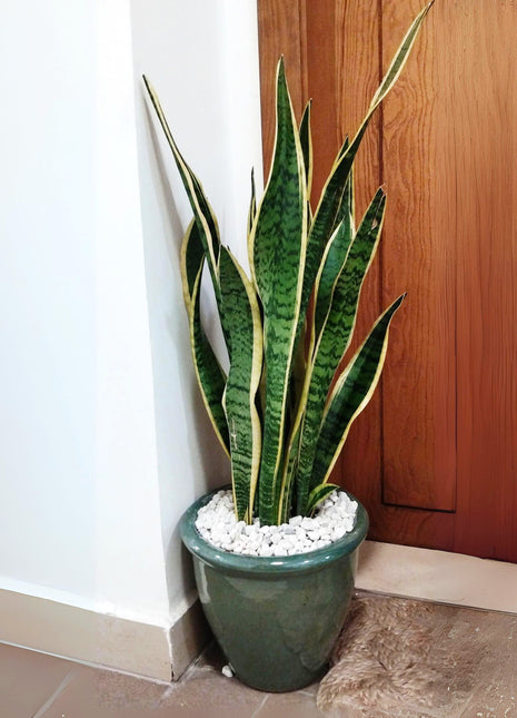 Sansevieria Trifasciata &#8216;Laurentii&#8217; or Snake Plant in Rolled Rim Pot