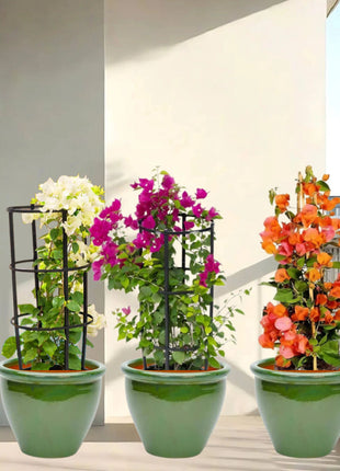 White Pink Orange 3 Bougainvillea 80-100cm  in Rolled rim Pot