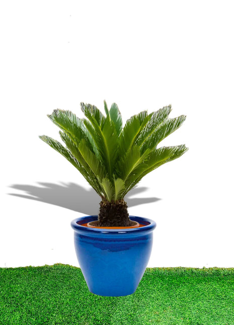 Cycas Revoluta &#8220;Sago Palm&#8221; in Rolled Rim Pot