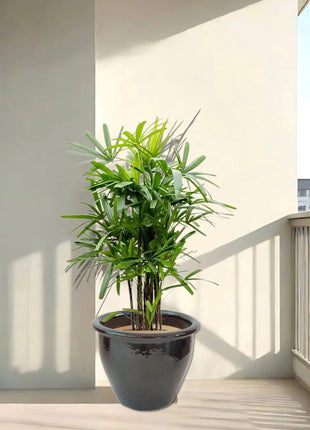 Rhapis Excelsa “Lady Palm سيدة النخيل or Miniature Fan Palm” in Rolled Rim Pot