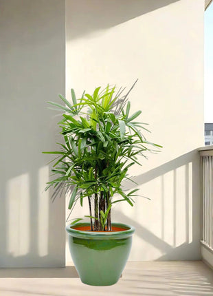 Rhapis Excelsa “Lady Palm سيدة النخيل or Miniature Fan Palm” in Rolled Rim Pot