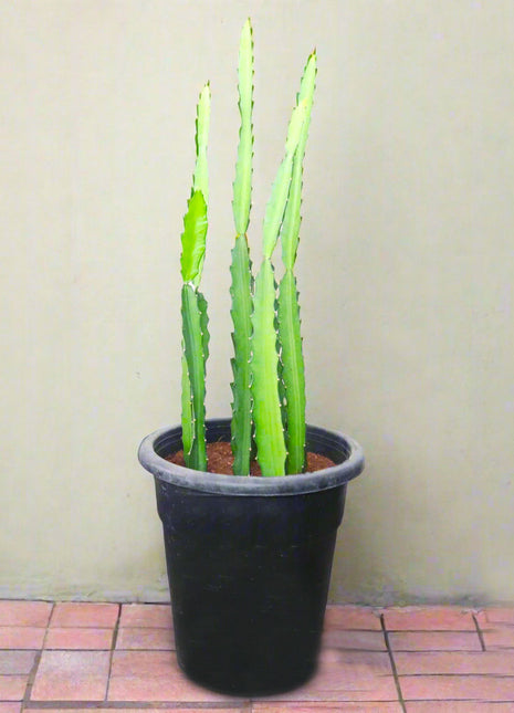 Kanzacam Cactus or Pachycereus gaumeri 5pp  or 0.3-0.5m