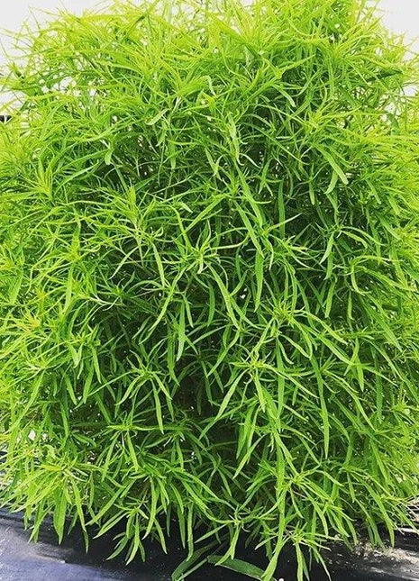 Fito Kochia &#8211; Summer Cypress
