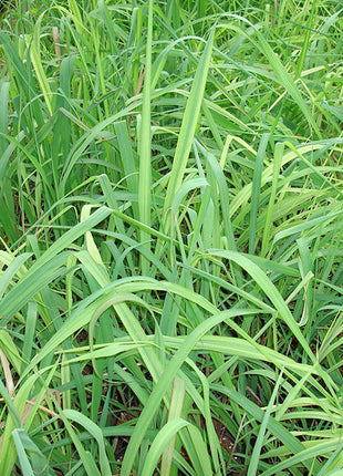 Lemon Grass, Citronella or Cymbopogon Citratus 40 - 60cm عشبة ليمون.