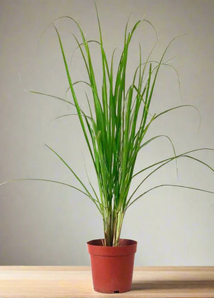 Lemon Grass, Citronella or Cymbopogon Citratus 40 - 60cm عشبة ليمون.