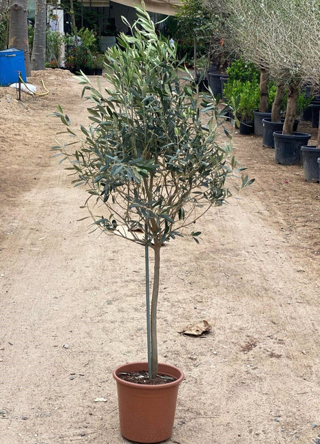 Olea europea or Olive Tree "1.0m-2.2m" شجرة زيتون