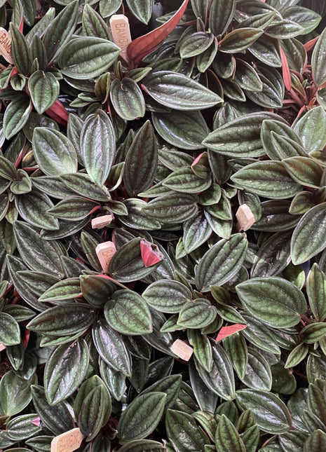 Peperomia caperata