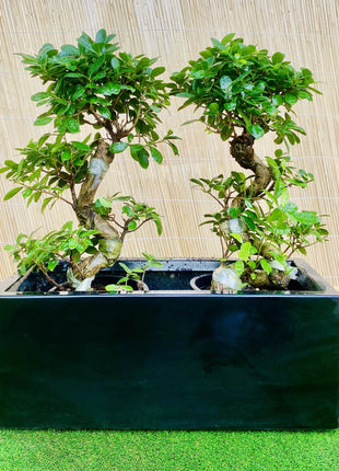 https://i0.wp.com/www.greensouq.ae/wp-content/uploads/2024/12/img_1953-scaled.jpeg?fit=2560%2C2560&ssl=1