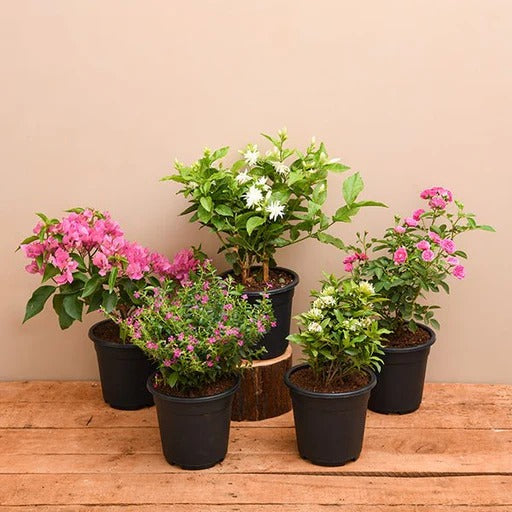 <h3>Outdoor Plants</h3>