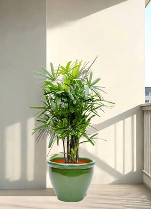 https://i0.wp.com/www.greensouq.ae/wp-content/uploads/2025/03/lady-palm-in-green-rolled-rim-pot-scaled.jpg?fit=2560%2C2560&ssl=1