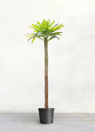 Pachypodium Lamerei | cactus | Madagascar Palm