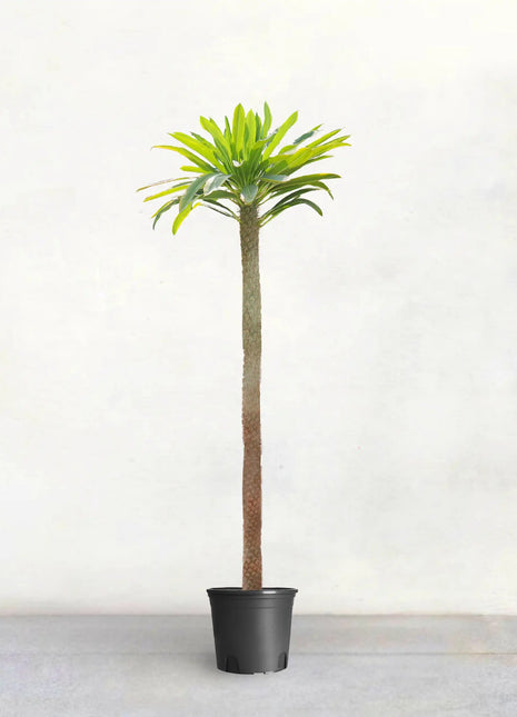Pachypodium Lamerei | cactus | Madagascar Palm