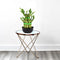 Lucky Bamboo Steps