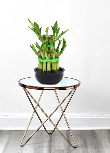 Lucky Bamboo Steps
