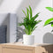 Mini Areca Palm 30-40cm