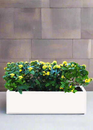 https://i0.wp.com/www.greensouq.ae/wp-content/uploads/2024/10/mitochendriawhiepot_1.jpg?fit=2000%2C2000&ssl=1