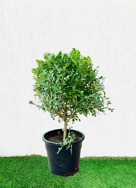 https://i0.wp.com/www.greensouq.ae/wp-content/uploads/2025/01/murraya-exotica.jpg?fit=1500%2C1500&ssl=1