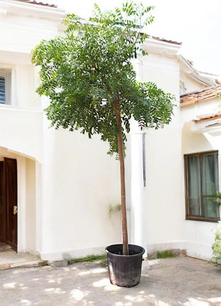 https://i0.wp.com/www.greensouq.ae/wp-content/uploads/2019/07/neem-tree-3.0-3.5m-greensouq.webp?fit=1280%2C1280&ssl=1
