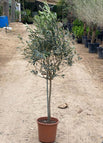 1.0 - 1.2m overall height / Default Nursery Pot