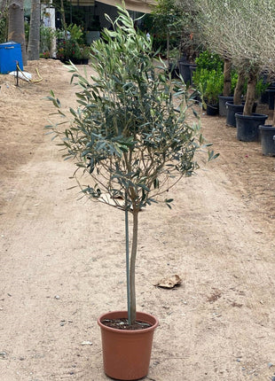 https://www.greensouq.ae/wp-content/uploads/2025/01/olea-lollypop.jpeg