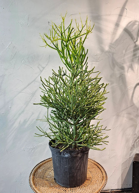 https://i0.wp.com/www.greensouq.ae/wp-content/uploads/2021/03/pencil-cactus.webp?fit=1946%2C1946&ssl=1