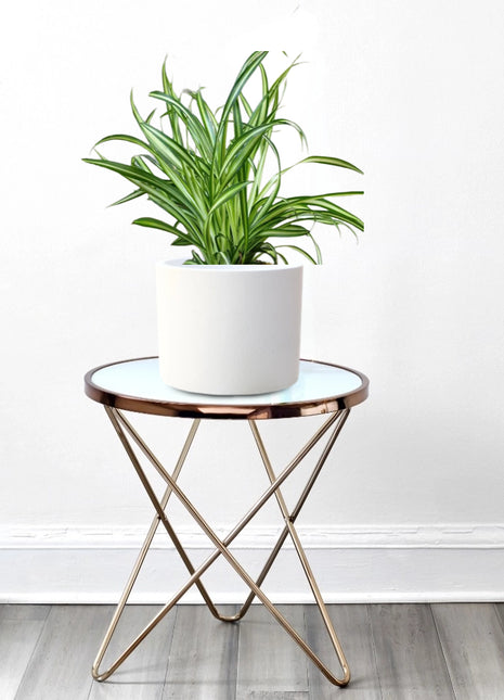 Chlorophytum Comosum &#8216;Variegatum&#8217; (Spider plant or Airplane plant)