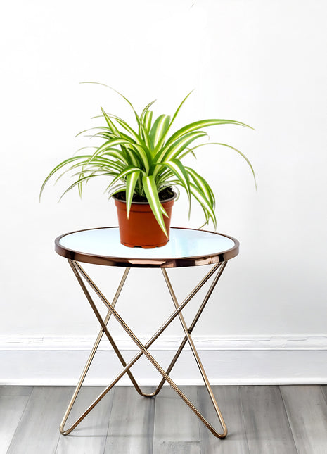 Chlorophytum Comosum &#8216;Variegatum&#8217; (Spider plant or Airplane plant)