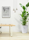 White Ceramic Pot / Default Soil