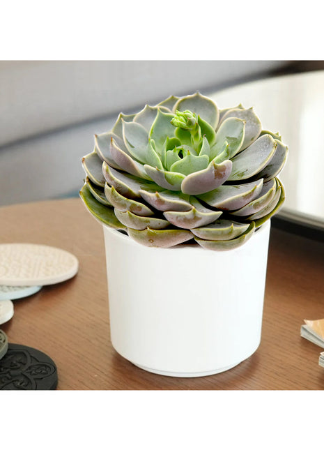 Echeveria Succulent
